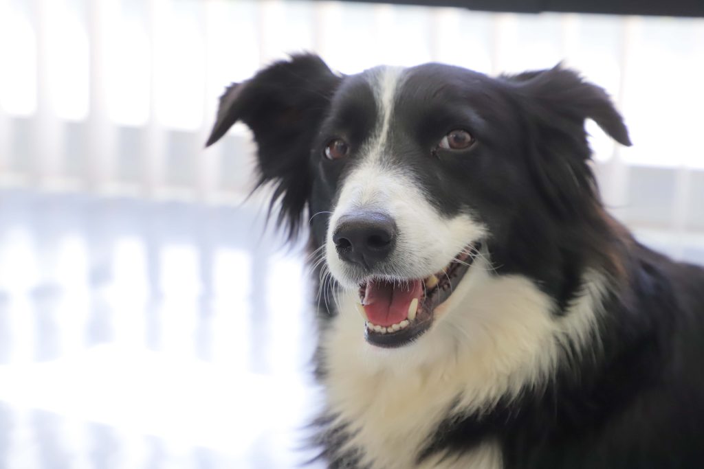 UAA fomenta la educación canina a través de sus cursos de extensión