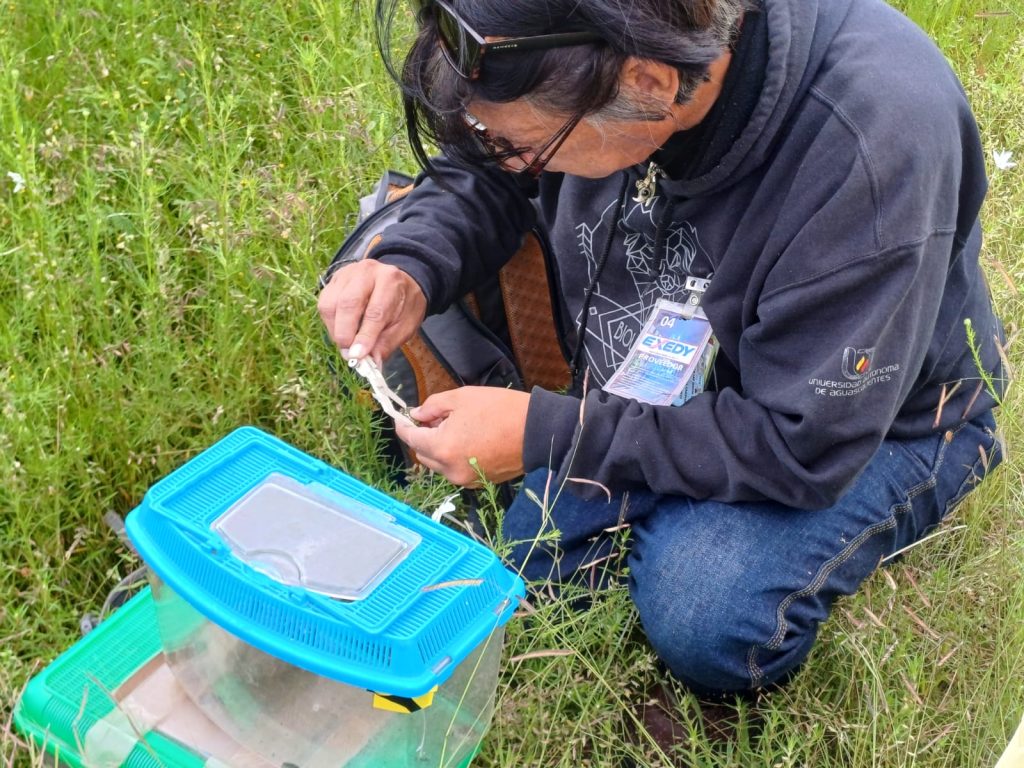 UAA participa en acciones de conservación y liberación de ejemplares de rana de madriguera