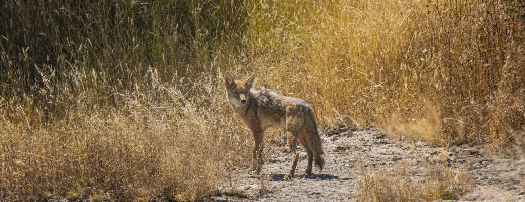 Coyote joven regresa a su hábitat gracias al proyecto DAN de la UAA