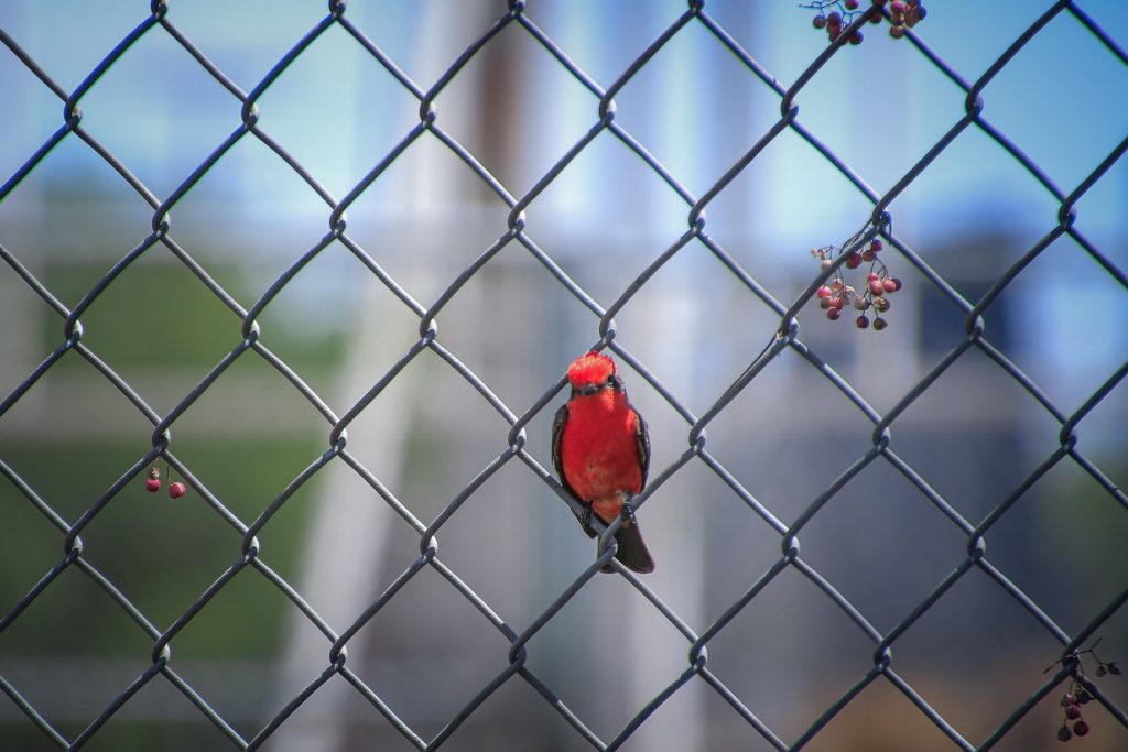 UAA celebró la Semana de las Aves con diversas actividades