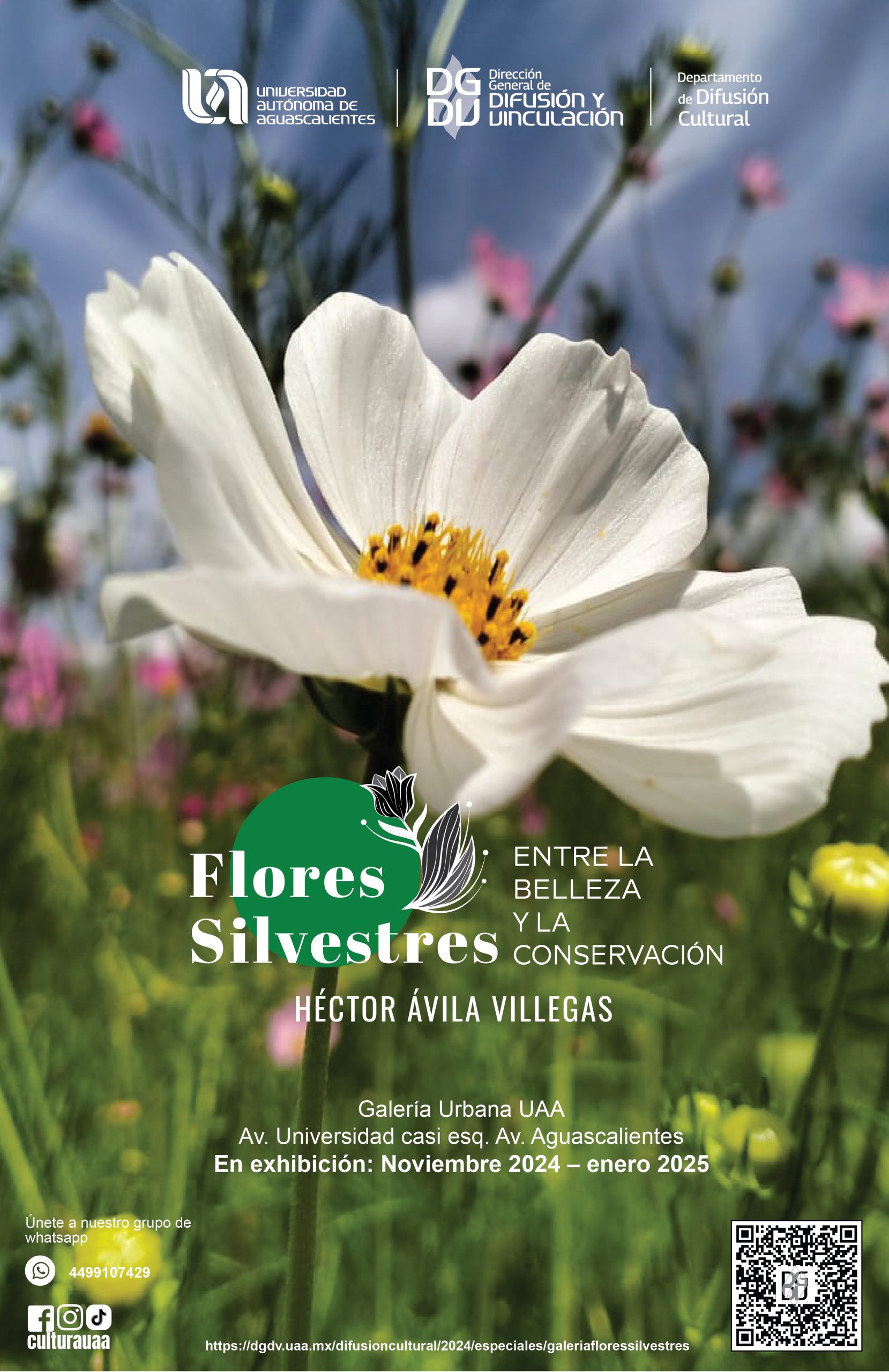 Galería – Flores Silvestres