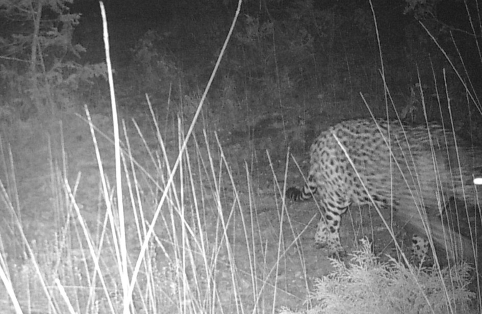 Académico de la UAA: pieza clave en el avistamiento del primer jaguar en Aguascalientes